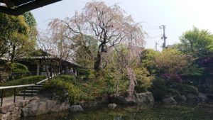 毎週火曜日恒例のウォーキングで目白庭園に出かけました。