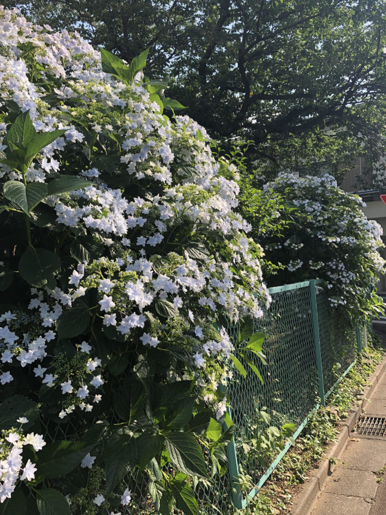 紫陽花が満開で「ほっと一息」ついてしまいました。