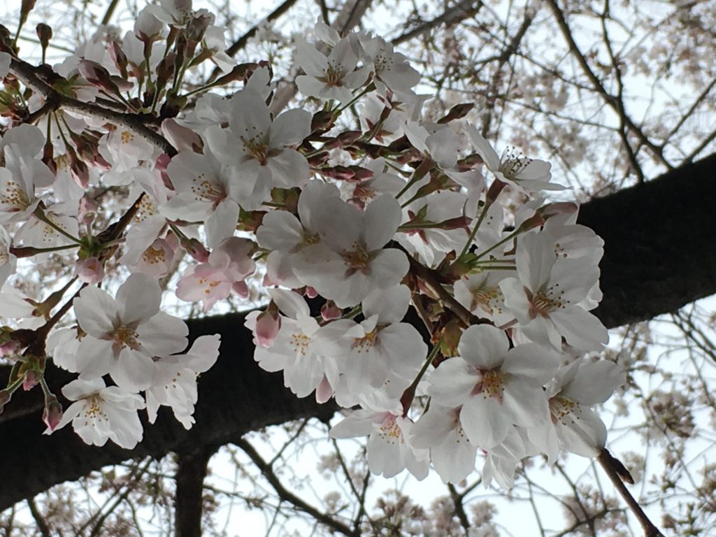 花見に行こう