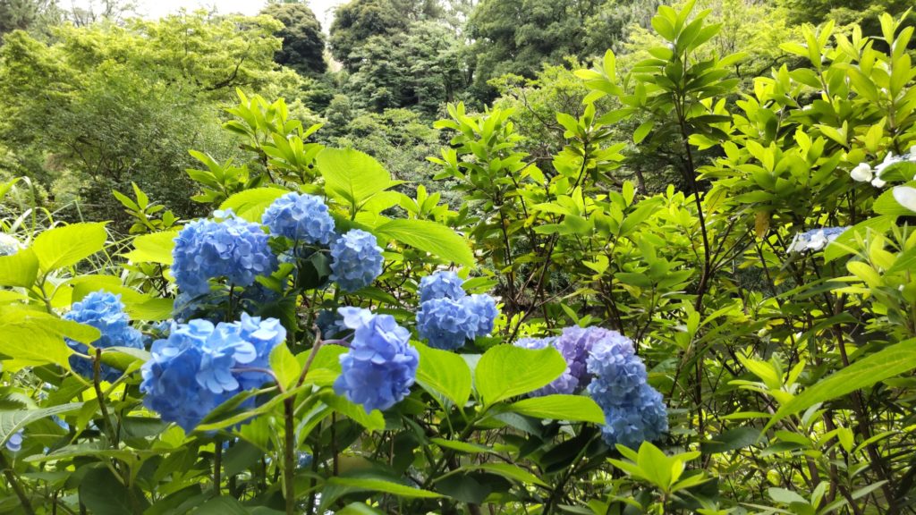 甘泉園ウォーキング