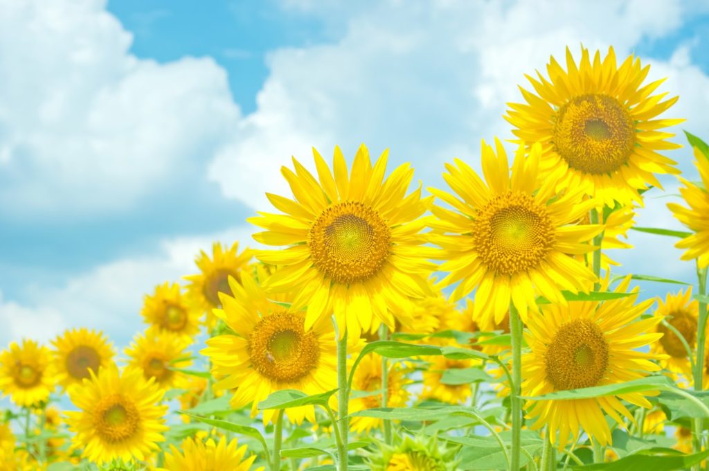 8月のイベントスケジュールのご案内です