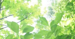★🌸就職🌸復職おめでとう🌸★